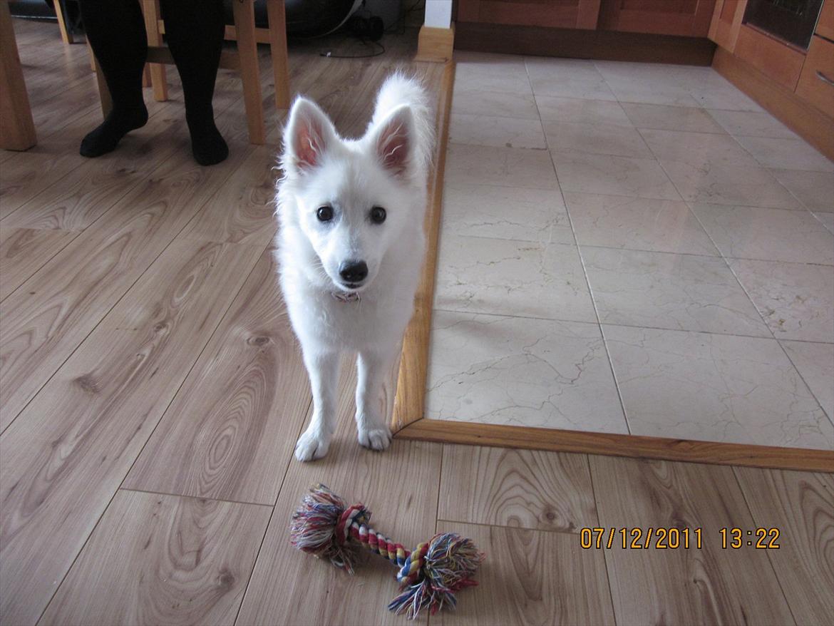 Japansk spids Sylvie Putput Rasmussen billede 11