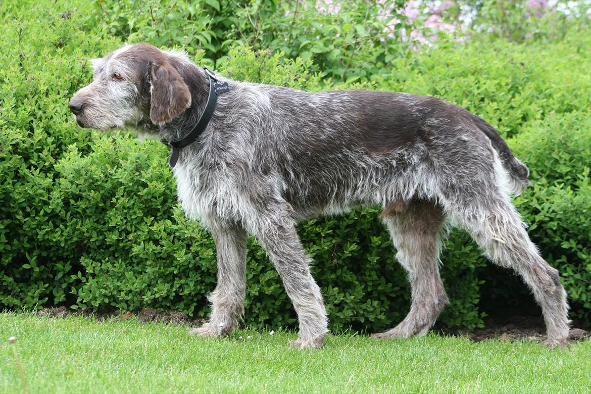 Ruhåret hønsehund Sargo - Flotte Sargo - 10 år billede 3