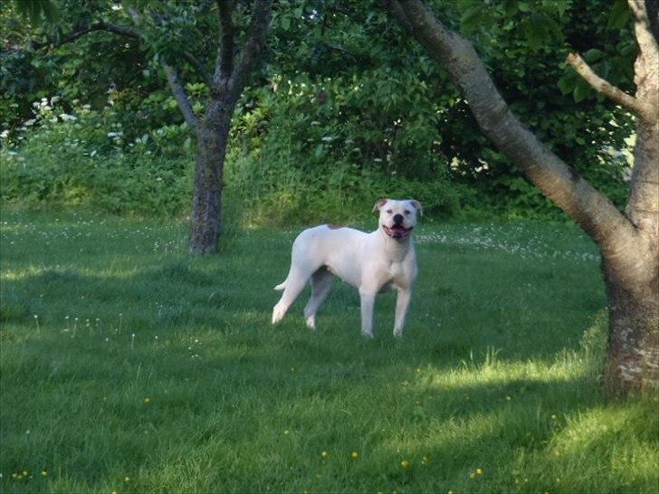 Amerikansk bulldog Sisse - smukke Sisse billede 5