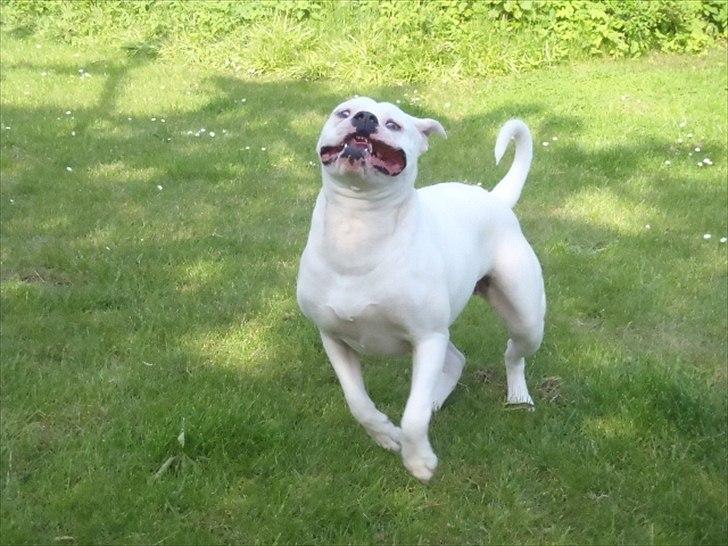 Amerikansk bulldog Sisse billede 1