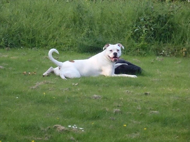 Amerikansk bulldog Sisse - Bare rolig mor jeg har styr på Lui billede 3