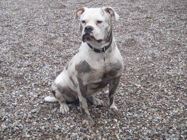 Amerikansk bulldog Sisse - Mor jeg har hørt at mudder at godt for huden :) billede 2