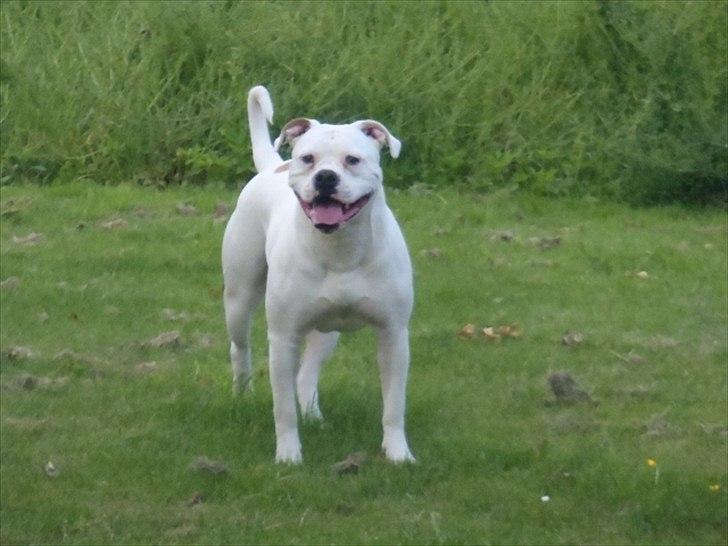 Amerikansk bulldog Sisse billede 4