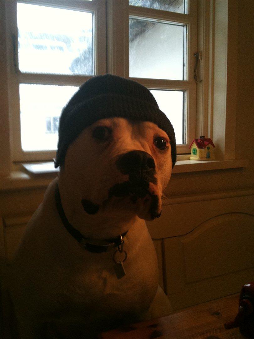 Amerikansk bulldog Sisse - hva klær den hue mig da ikk´ billede 9