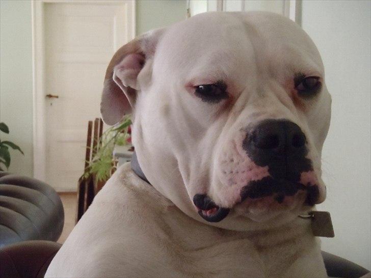 Amerikansk bulldog Sisse billede 6