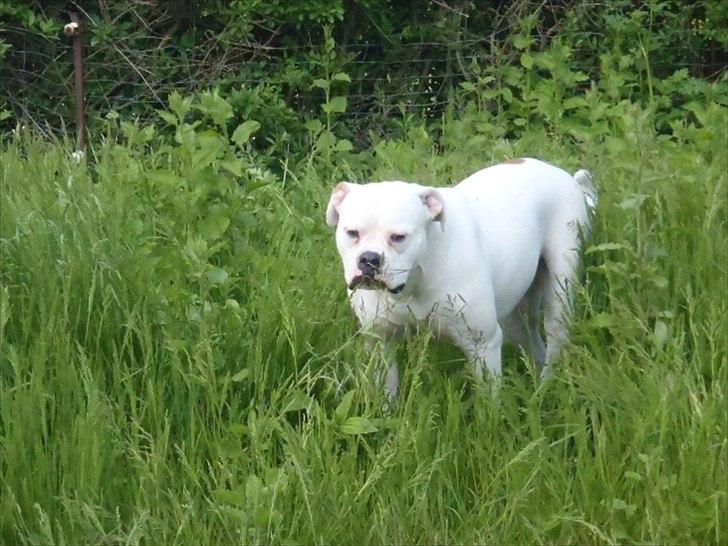 Amerikansk bulldog Sisse billede 7