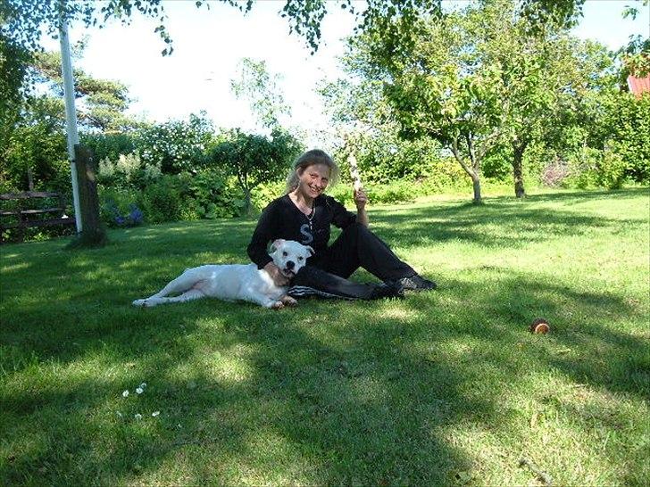 Amerikansk bulldog Sisse billede 12