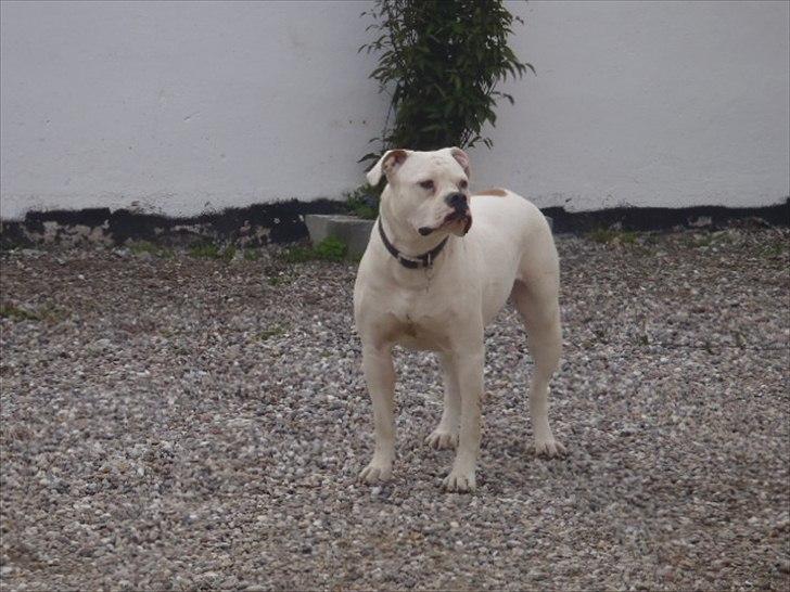 Amerikansk bulldog Sisse billede 8