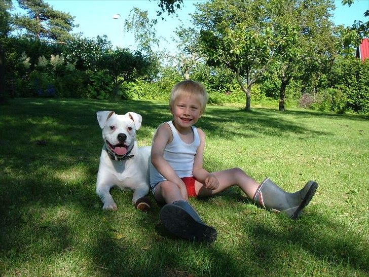 Amerikansk bulldog Sisse billede 11