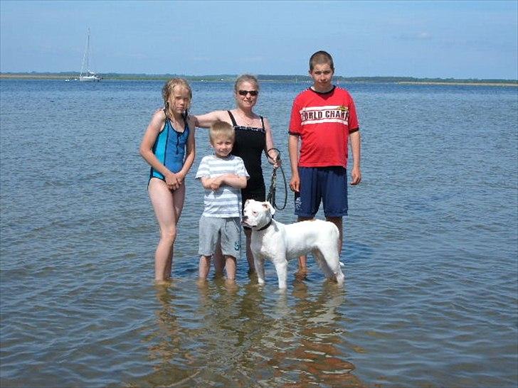 Amerikansk bulldog Sisse billede 10