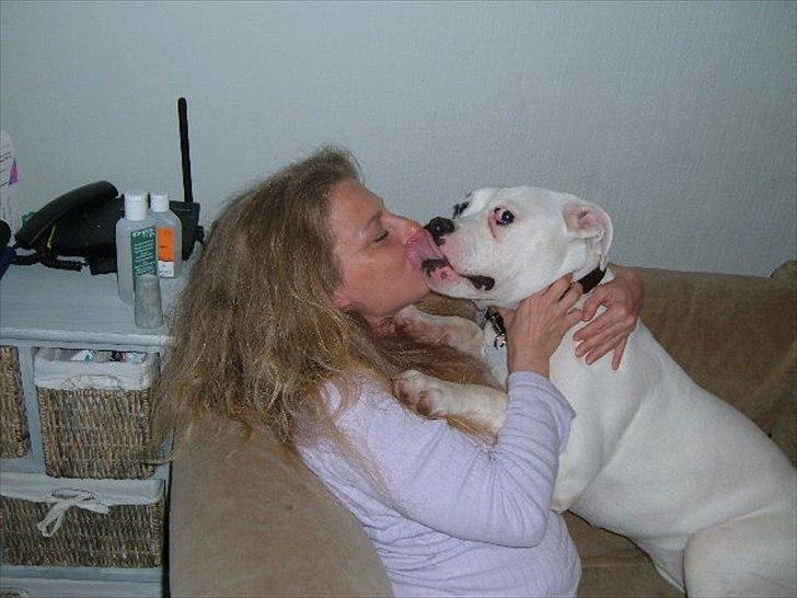 Amerikansk bulldog Sisse billede 14