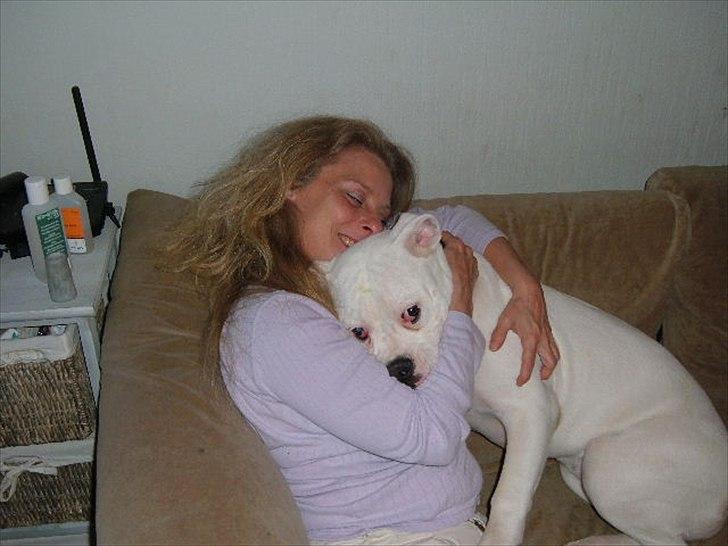 Amerikansk bulldog Sisse billede 13