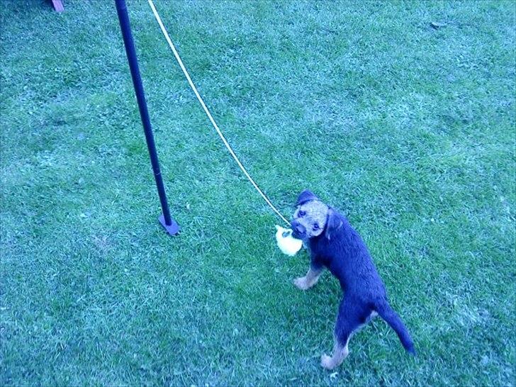 Border terrier Trunte billede 2