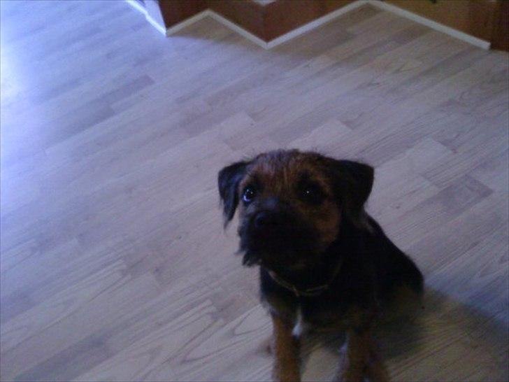 Border terrier Trunte billede 3