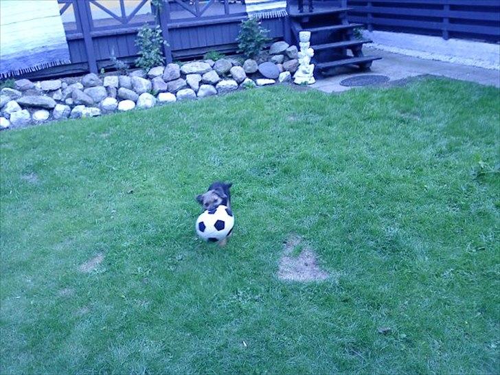 Border terrier Trunte billede 4