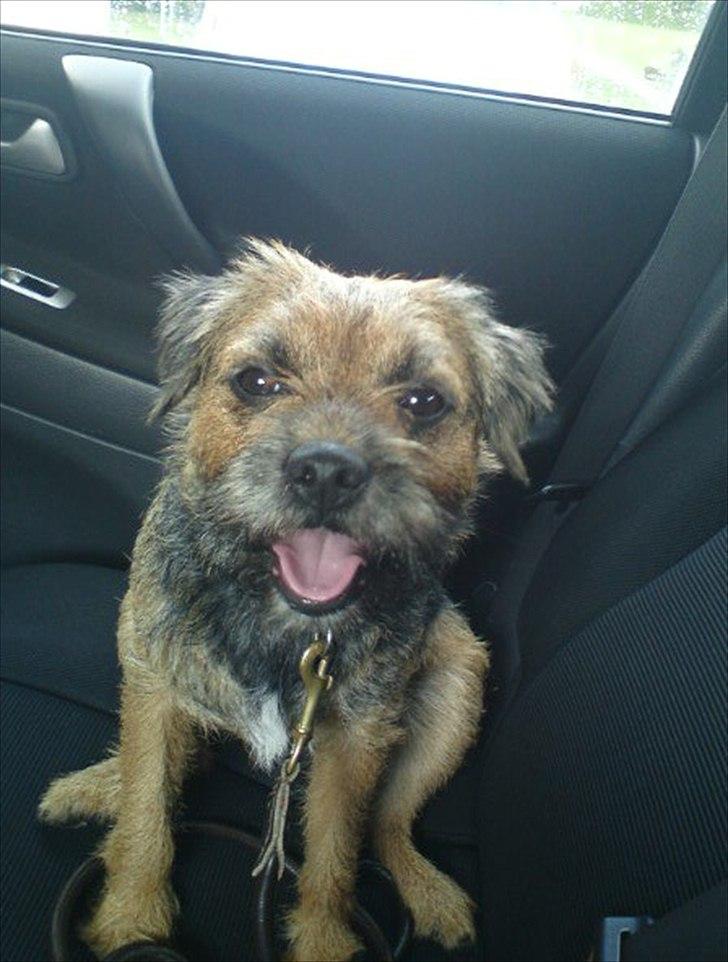 Border terrier Trunte billede 5