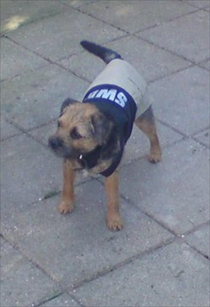 Border terrier Trunte billede 6
