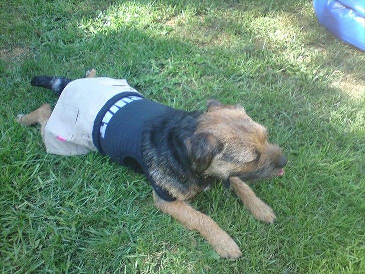 Border terrier Trunte billede 7