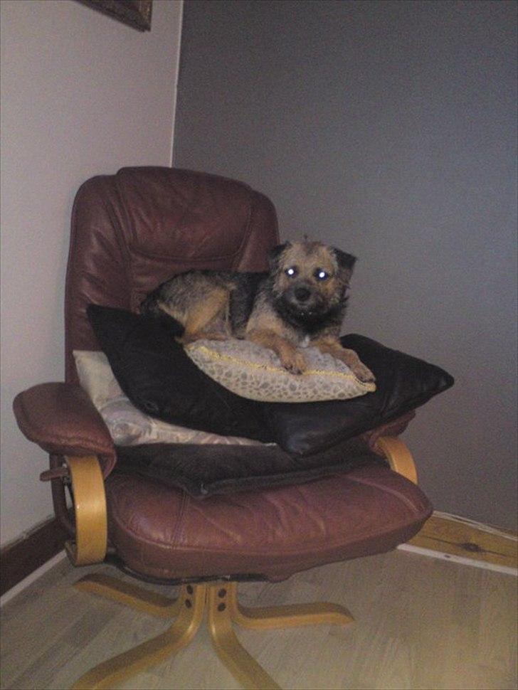 Border terrier Trunte billede 8