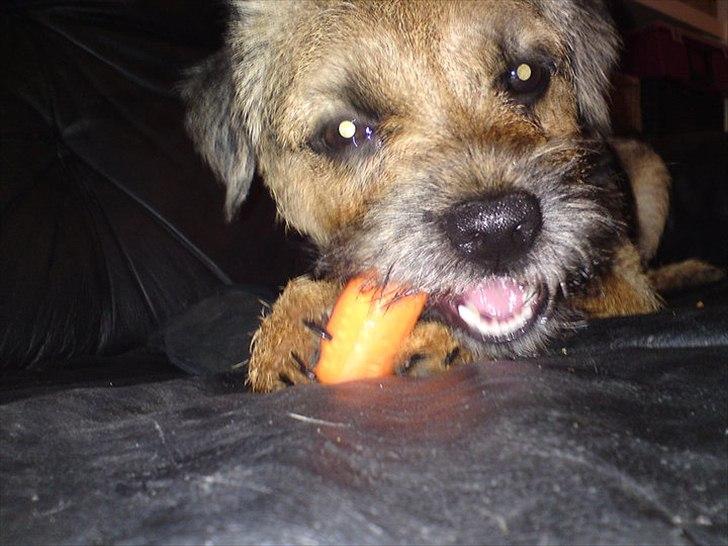 Border terrier Trunte billede 9