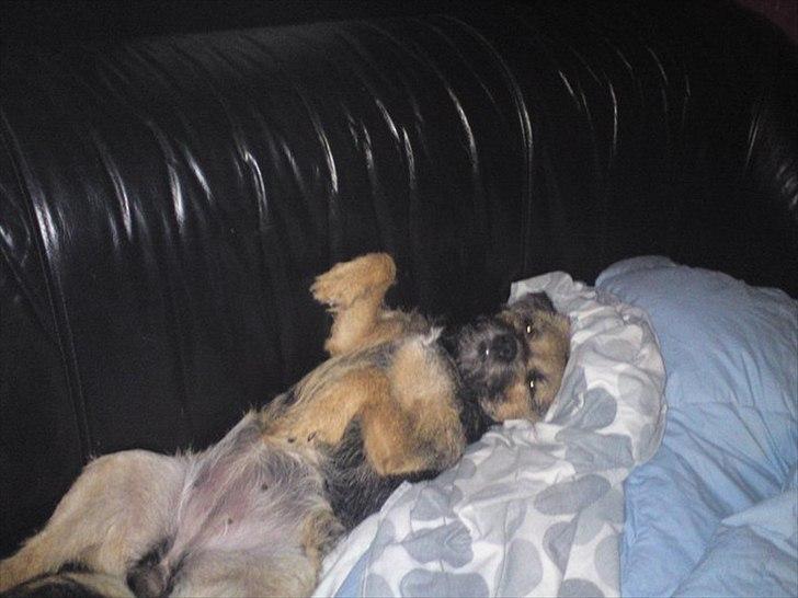 Border terrier Trunte billede 10