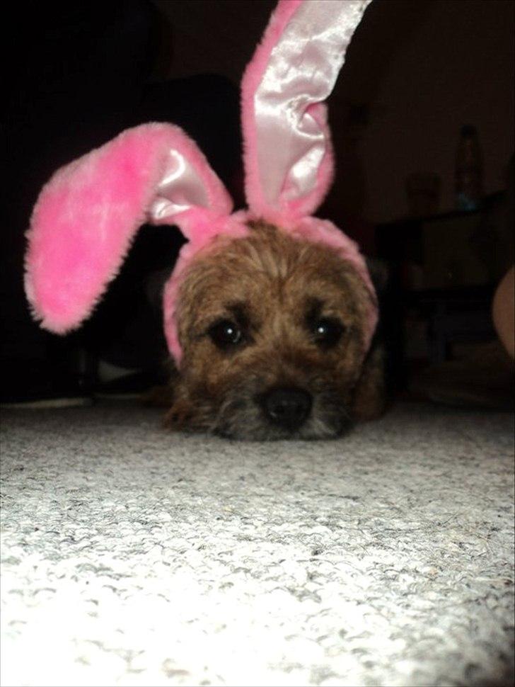 Border terrier Trunte billede 11