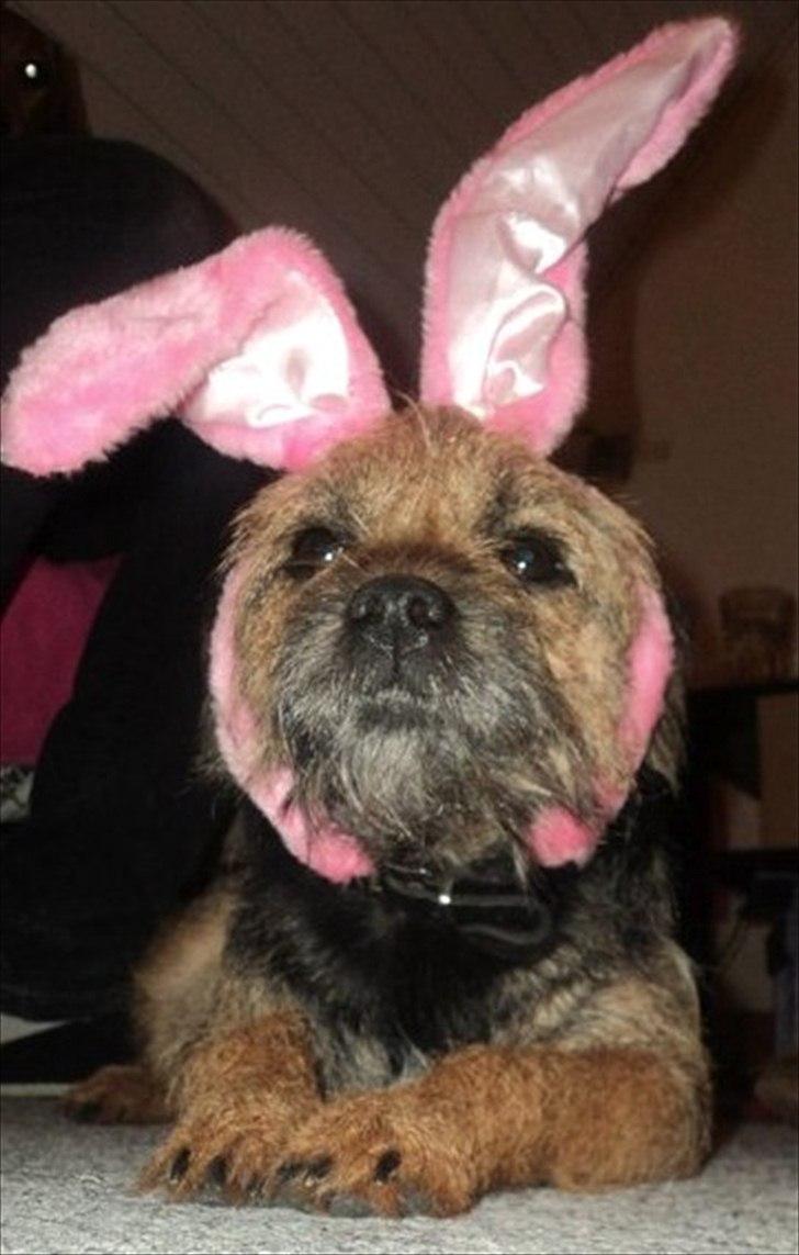 Border terrier Trunte billede 12