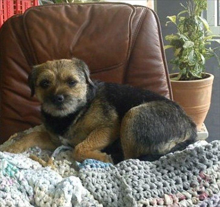 Border terrier Trunte billede 13