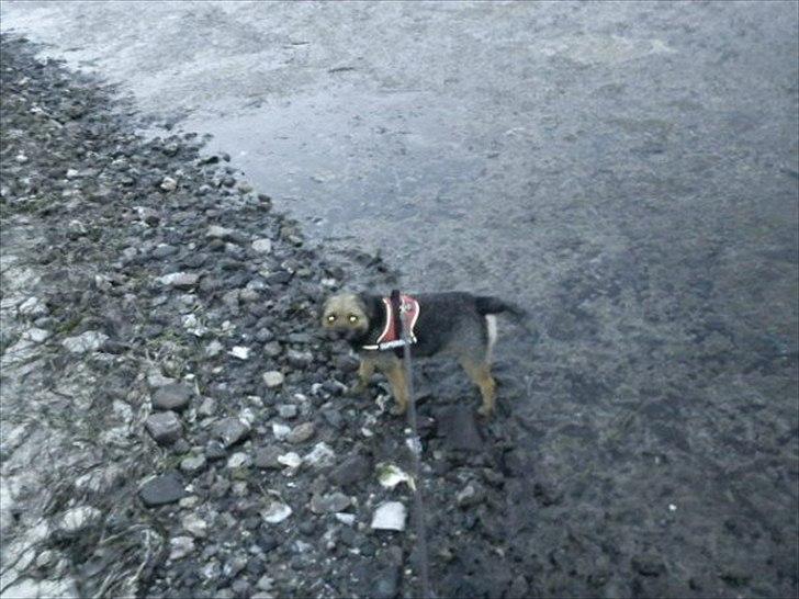 Border terrier Trunte billede 14