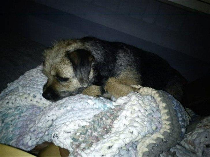 Border terrier Trunte billede 15