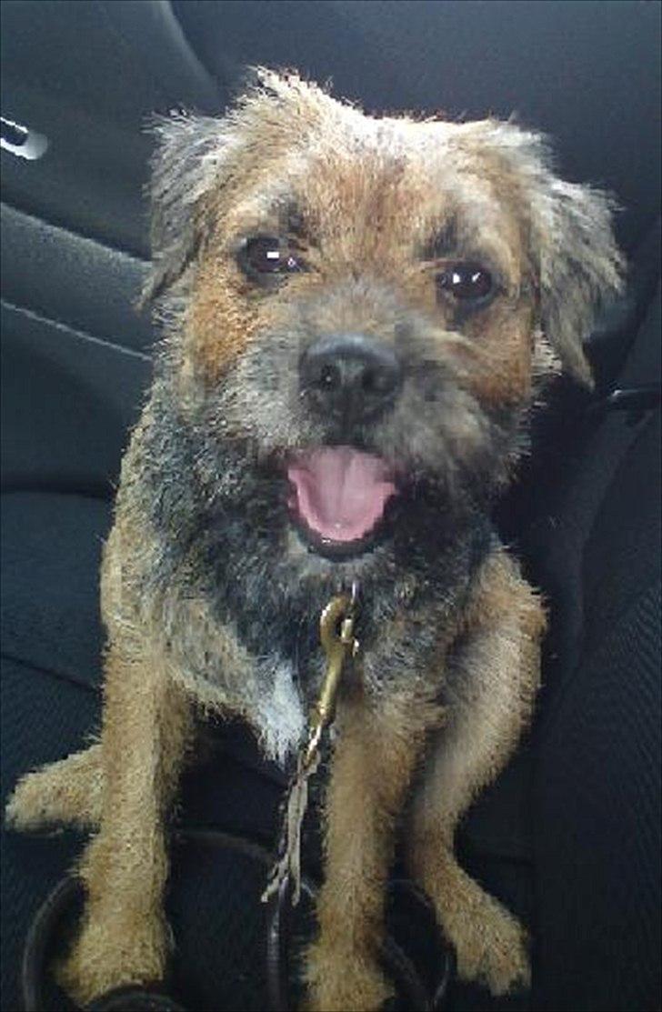 Border terrier Trunte billede 17