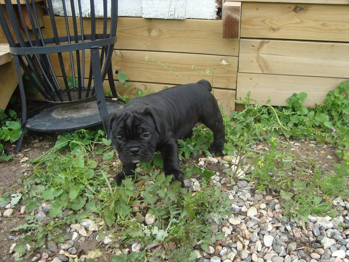 Olde english bulldogge Mariegaard's Agnes billede 2