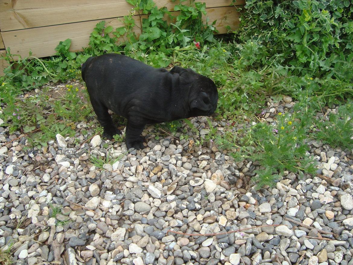 Olde english bulldogge Mariegaard's Agnes billede 3