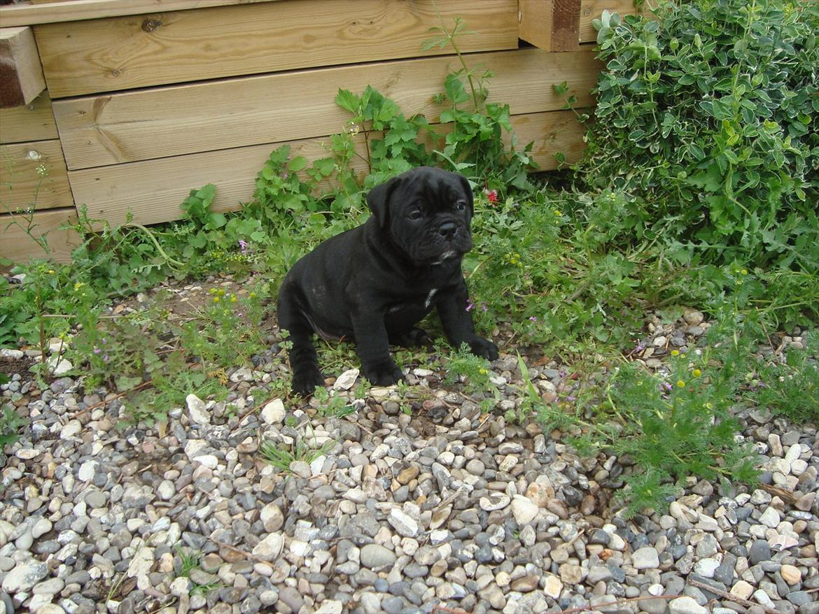Olde english bulldogge Mariegaard's Agnes billede 4