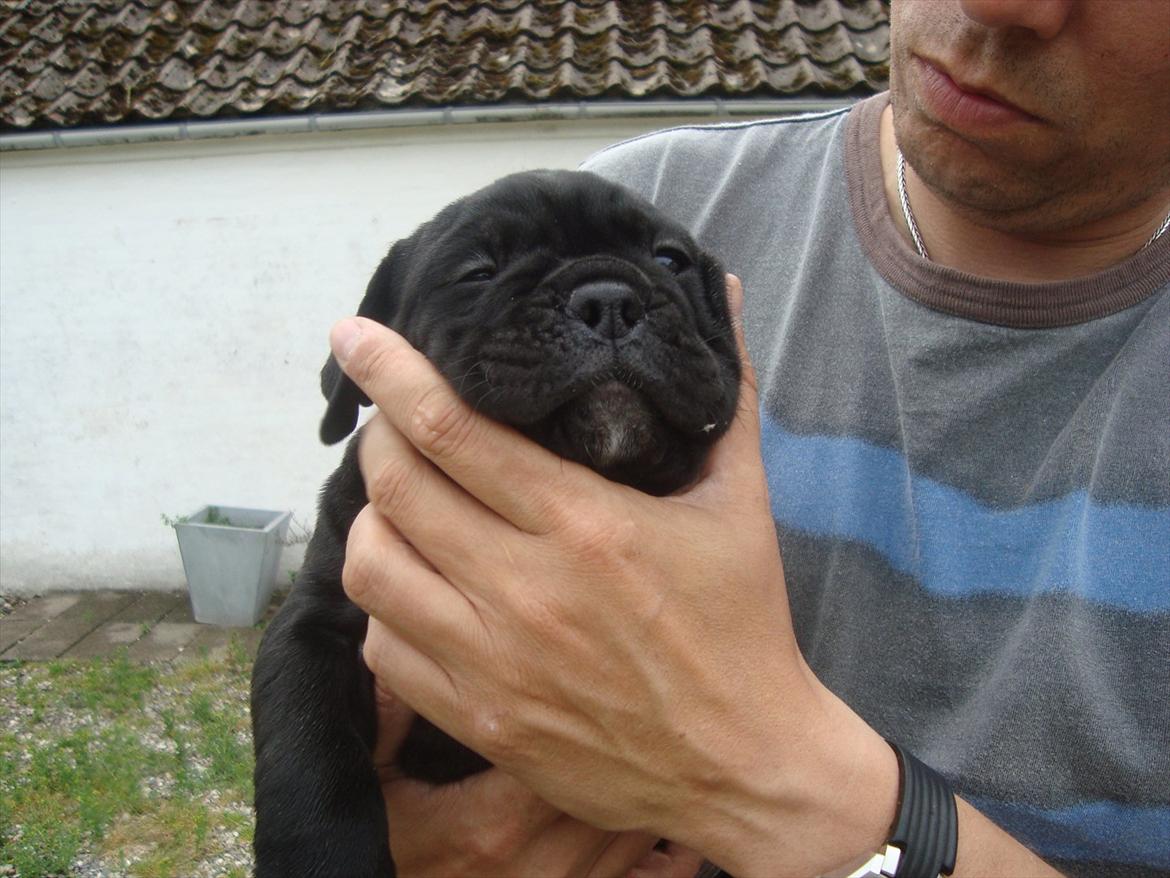 Olde english bulldogge Mariegaard's Agnes billede 5