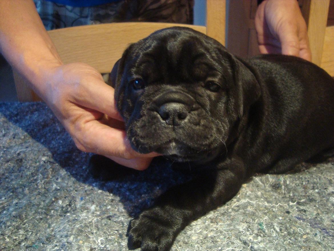 Olde english bulldogge Mariegaard's Agnes billede 6