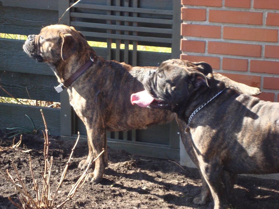 Olde english bulldogge Mariegaard's Agnes - mor Mariegaard´s Bertha 
far østergaard`s Bølle billede 9