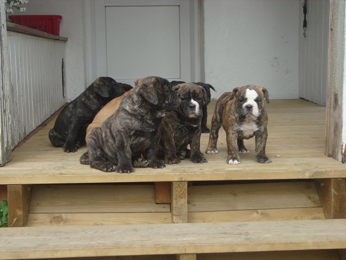 Olde english bulldogge Mariegaard's Agnes - søskende. billede 8