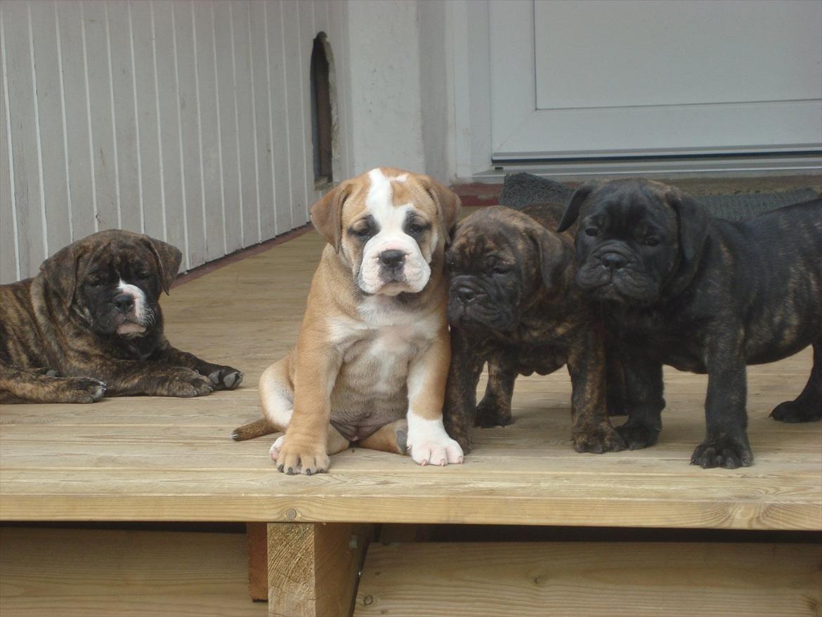 Olde english bulldogge Mariegaard's Agnes - et billede mere af søskende. billede 7