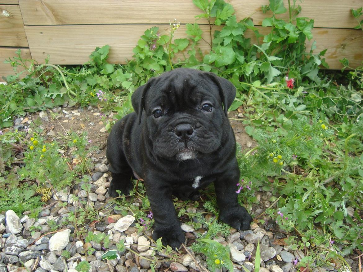 Olde english bulldogge Mariegaard's Agnes billede 1