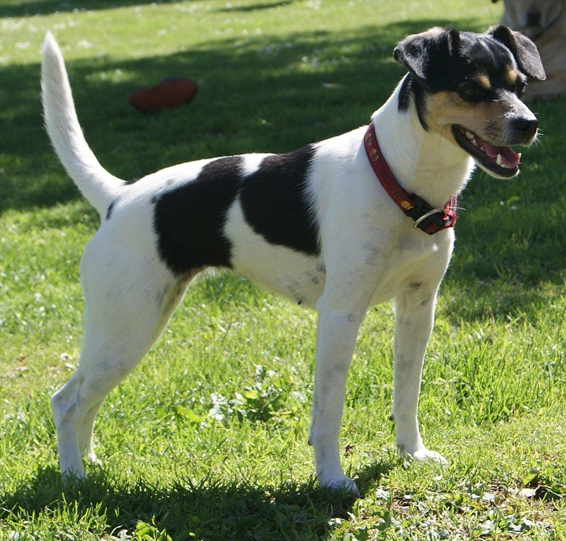 Dansk svensk gaardhund Sofie * R.I.P*  - Sofie 2010 billede 6