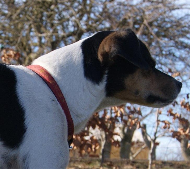 Dansk svensk gaardhund Sofie * R.I.P*  - Velkommen til min profil billede 1