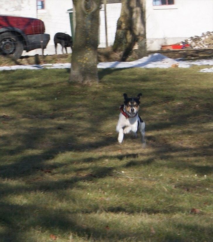 Dansk svensk gaardhund Sofie * R.I.P*  - Sofie 2010 billede 7