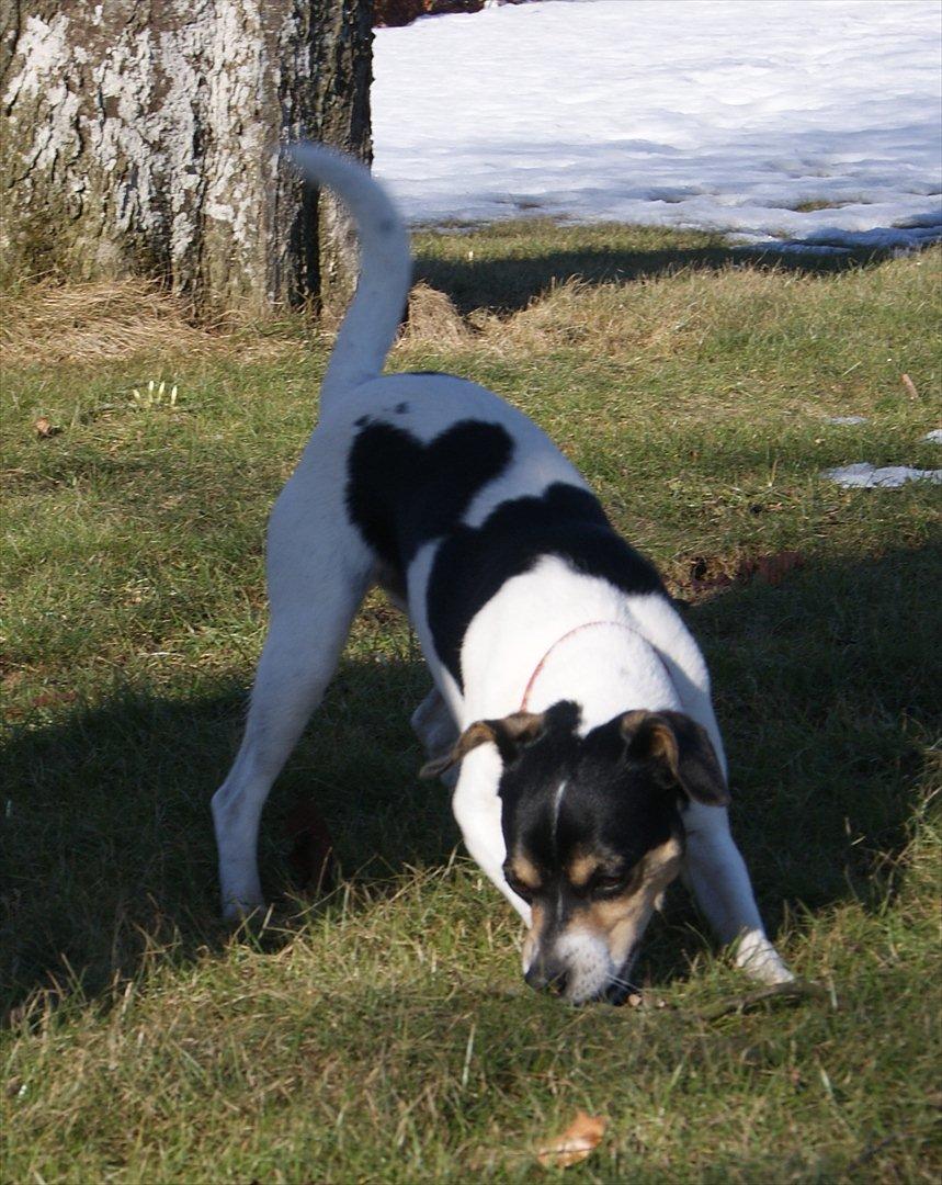 Dansk svensk gaardhund Sofie * R.I.P*  - Sofie 2010 billede 8