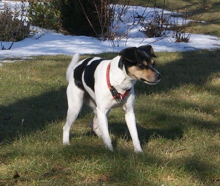 Dansk svensk gaardhund Sofie * R.I.P*  - Sofie 2010 billede 9