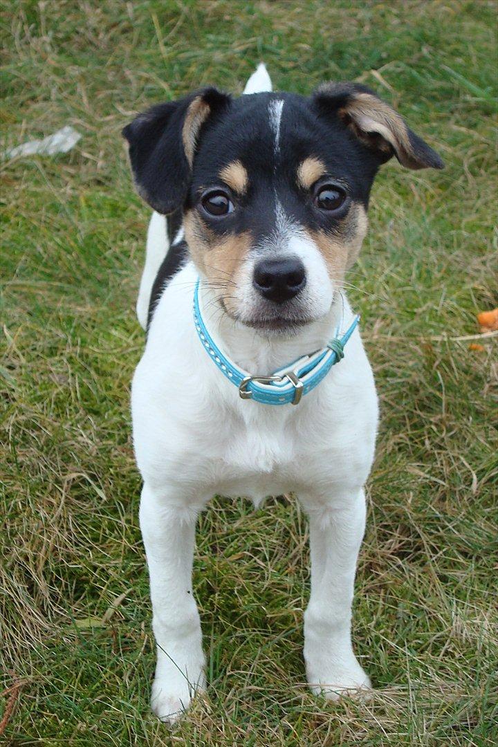 Dansk svensk gaardhund Sofie * R.I.P*  - Sofie i 2009 billede 14