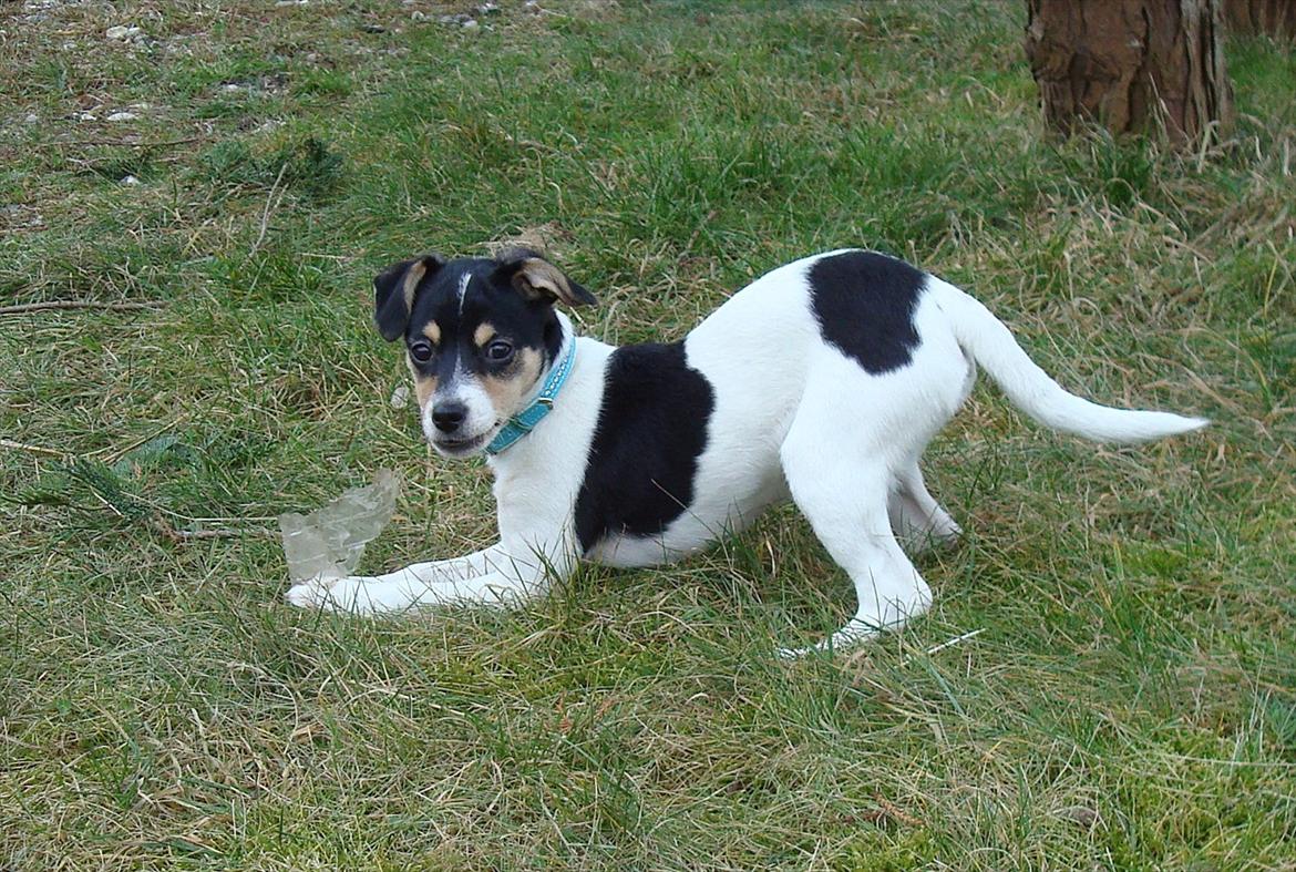 Dansk svensk gaardhund Sofie * R.I.P*  - Sofie 2009 billede 12