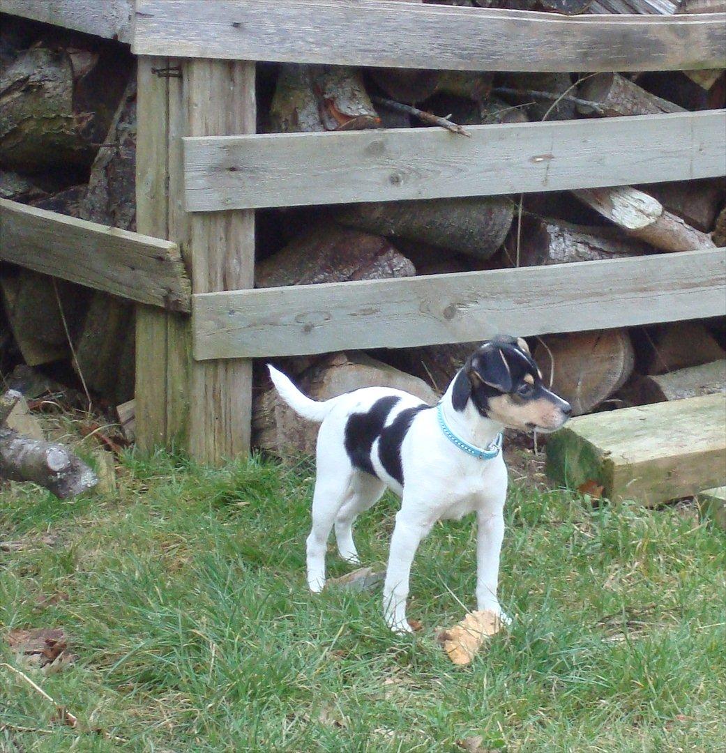 Dansk svensk gaardhund Sofie * R.I.P*  - Sofie 2008 billede 10