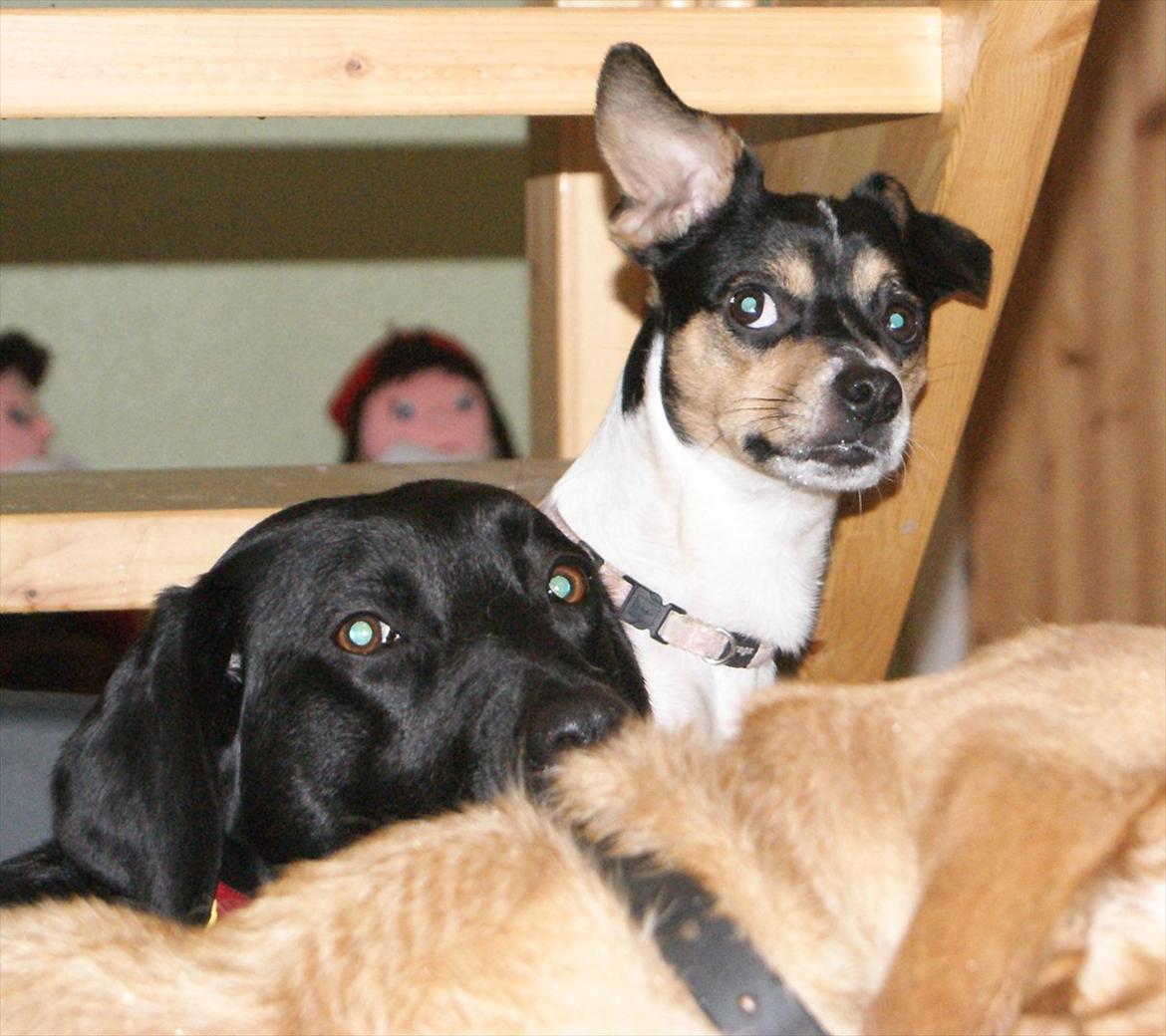 Dansk svensk gaardhund Sofie * R.I.P*  billede 4