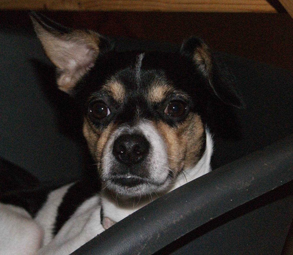 Dansk svensk gaardhund Sofie * R.I.P*  billede 11